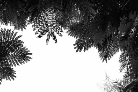 The Tree Top II Wall Mural