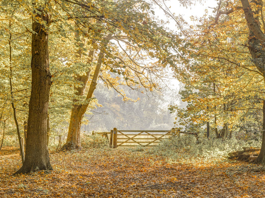 Autumn's Gateway Wall Mural