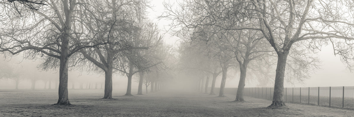 Foggy Forest Lane Wall Mural in your room