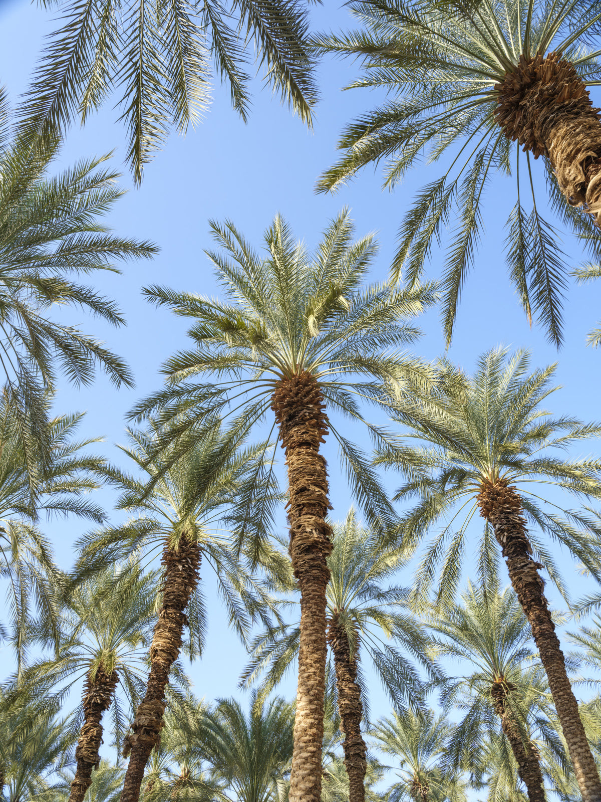 Keep Palm and carry on Wall Mural in your room — zoomed
