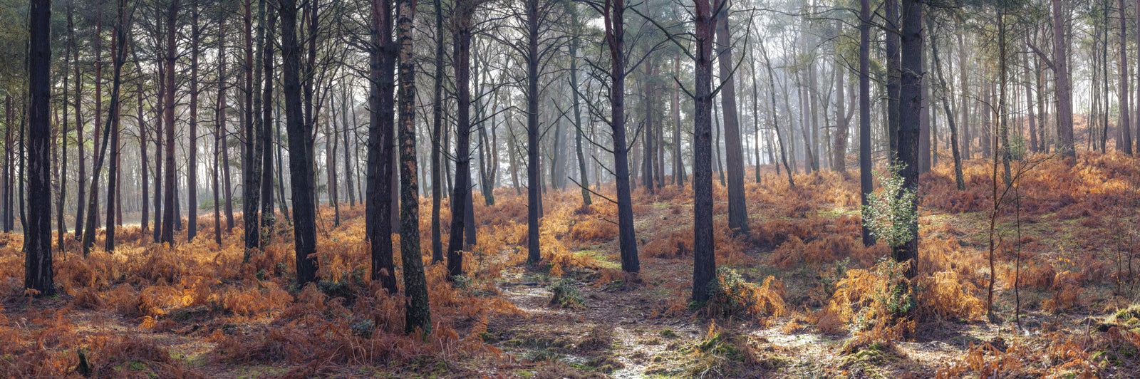 Woodland Whispers Wall Mural