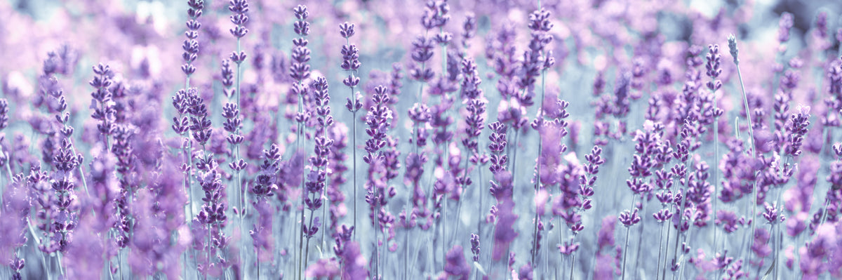 Lavender Dreamscape Wall Mural in your room