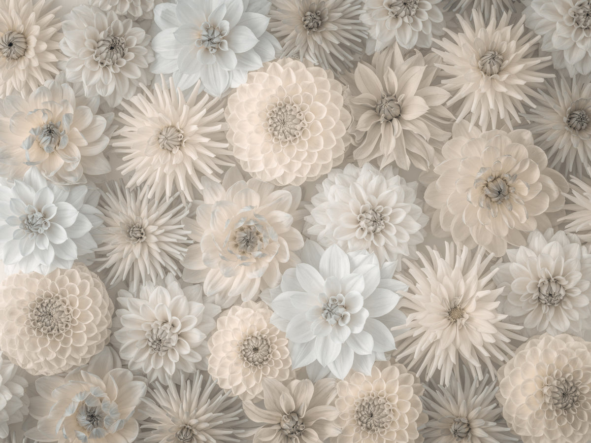 Lush Dahlia Tapestry Wall Mural