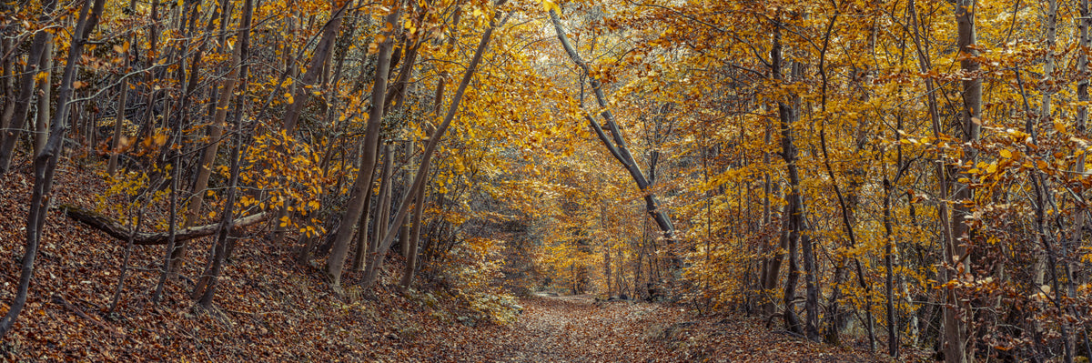 Scenic Woodland Path in Fall Wall Mural in your room