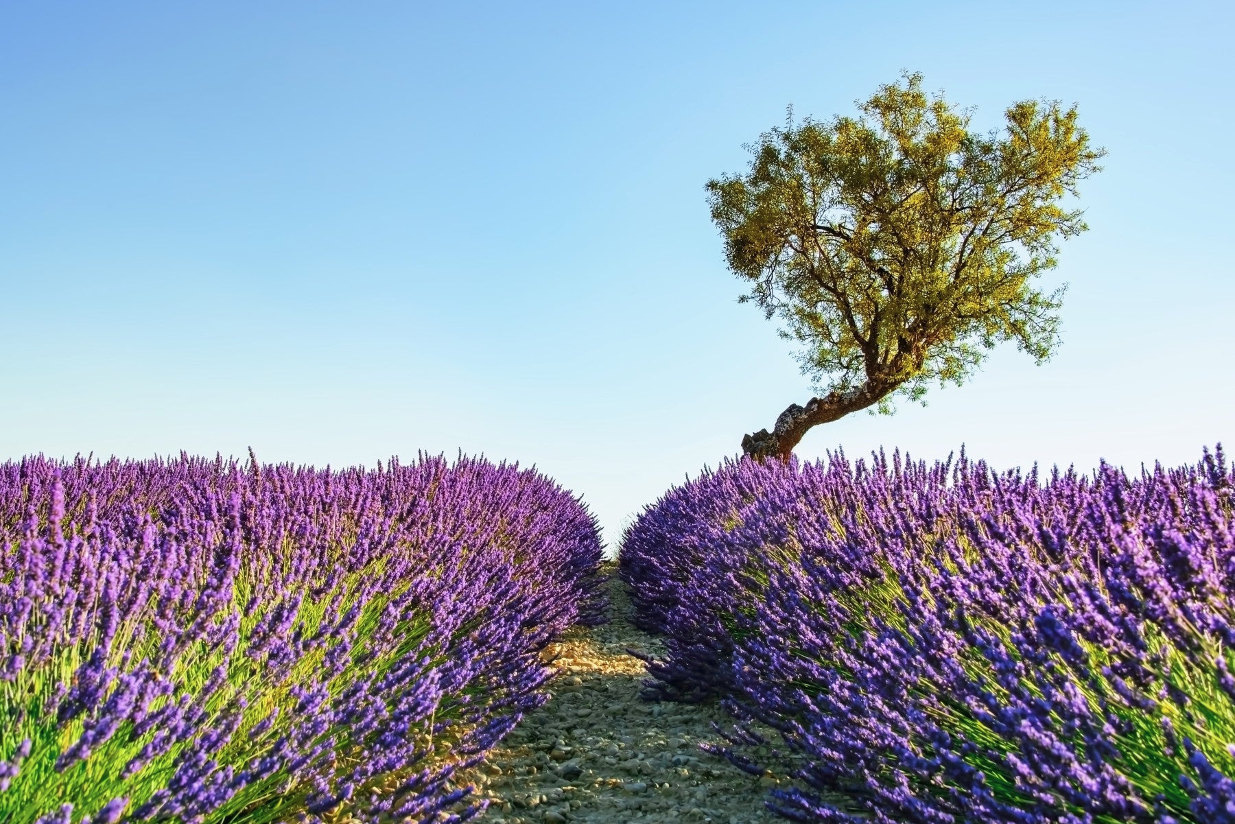 Lavender Field Wall Mural