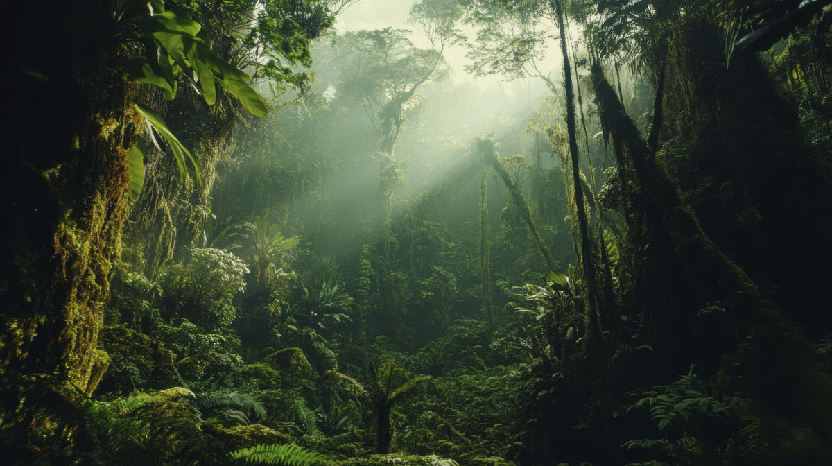 Cloud Forest Wall Mural in your room