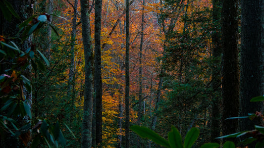 Tree Forest Wall Mural
