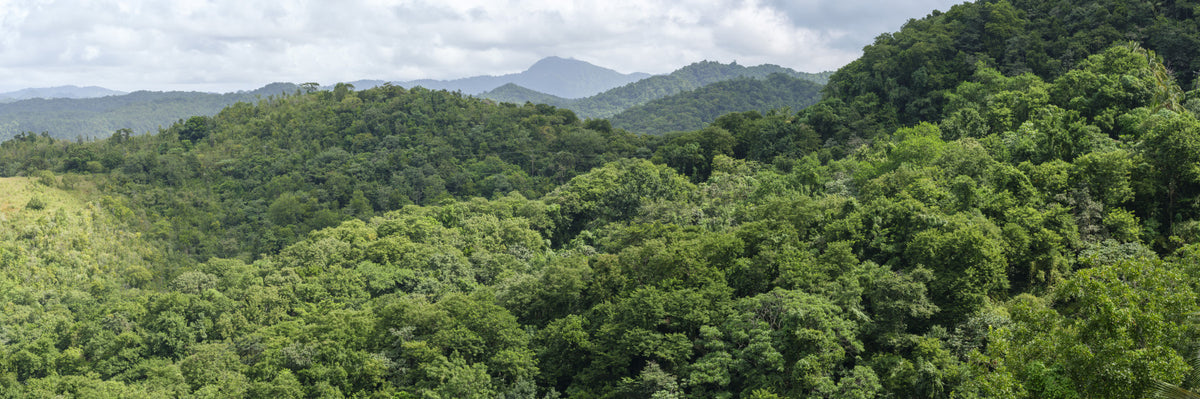 Verdant Slopes Wall Mural in your room — zoomed