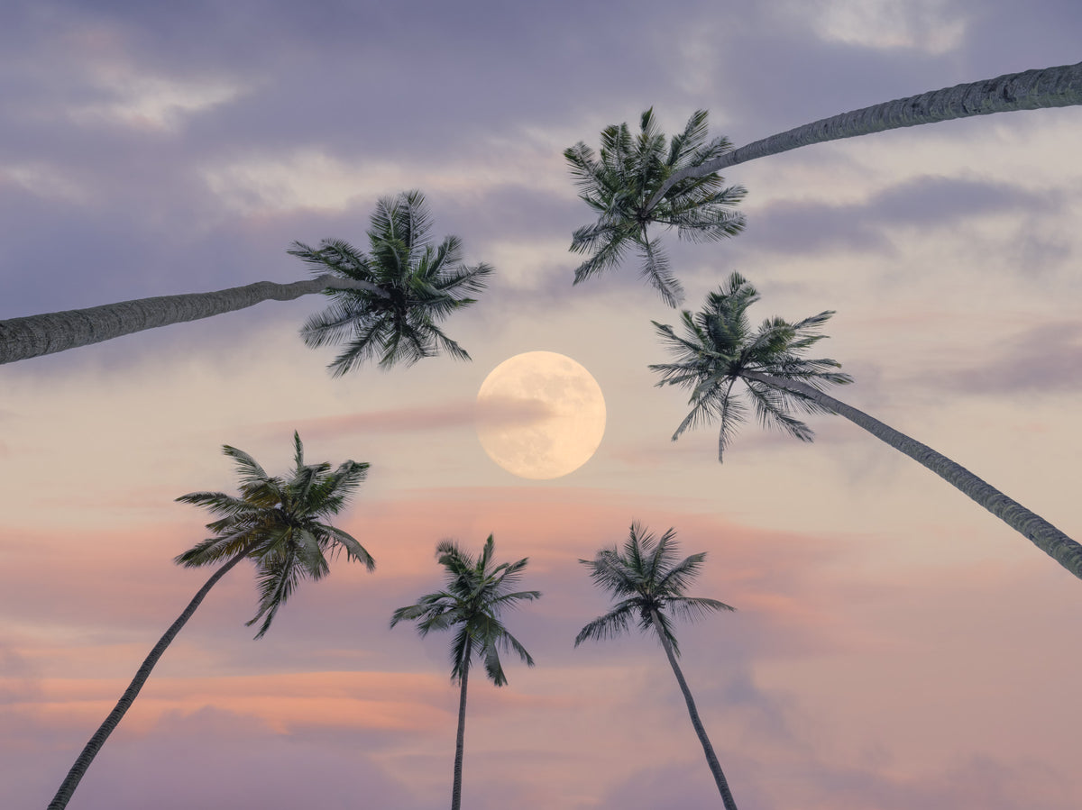 Serene Moonlit Palms Wall Mural in your room