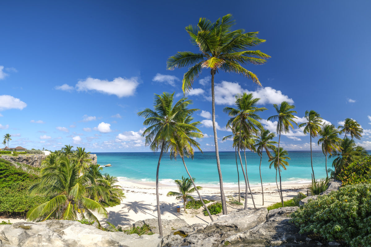 Palm Lined Shore Wall Mural in your room — zoomed