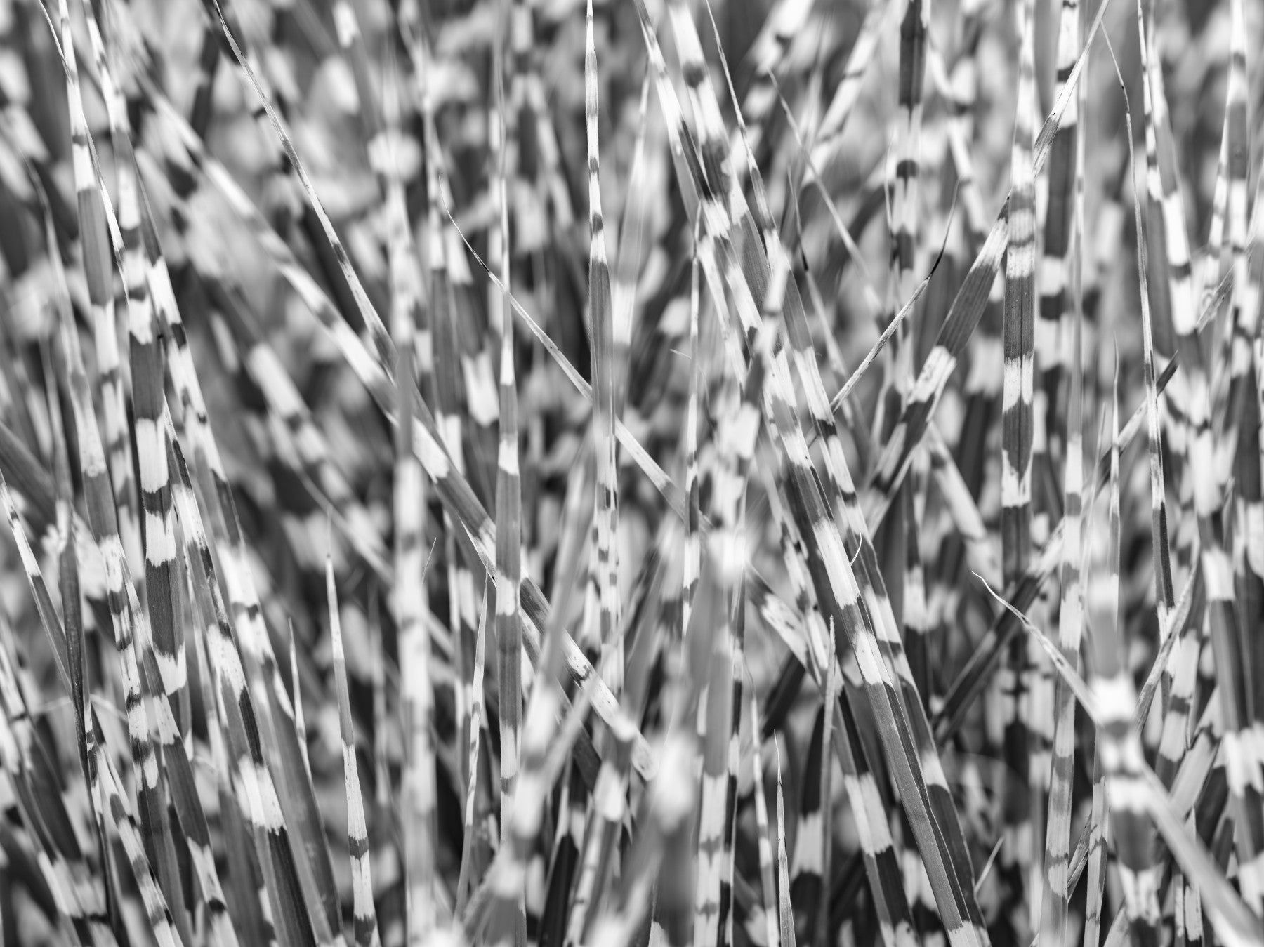 Zebra Grass Wall Mural in your room — zoomed