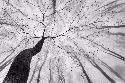 Ethereal Forest View Wall Mural -1517420