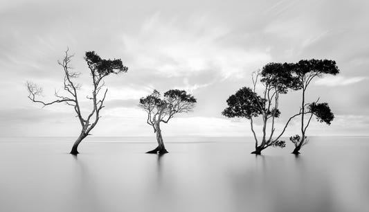 Monochrome Treescape Serenity Wall Mural -532910