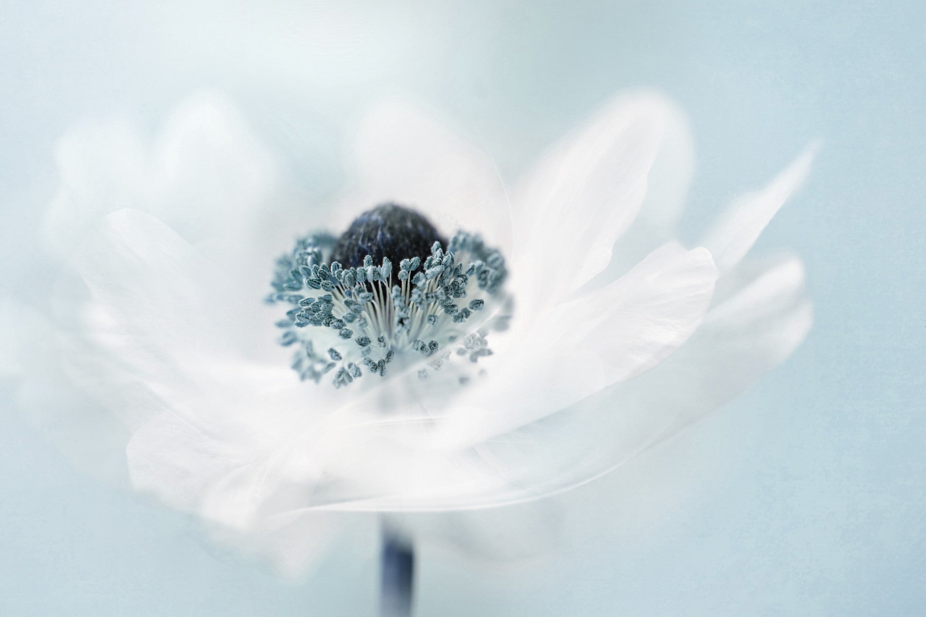 An artistic gentle anemone mural on minimalist wallpaper.

