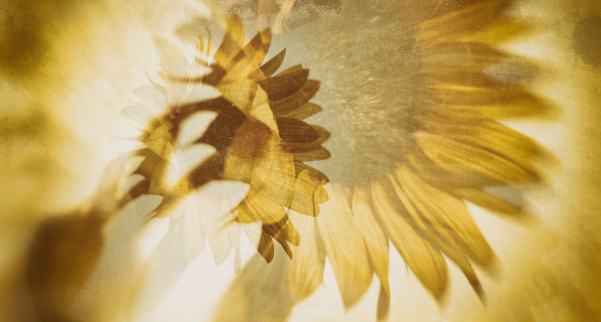 Golden Sunflower Dreams Wall Mural -2272542 in your room
