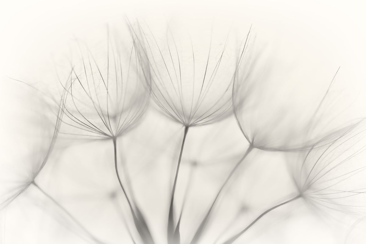 Whispers of Dandelions Wall Mural -1015493 in your room — zoomed
