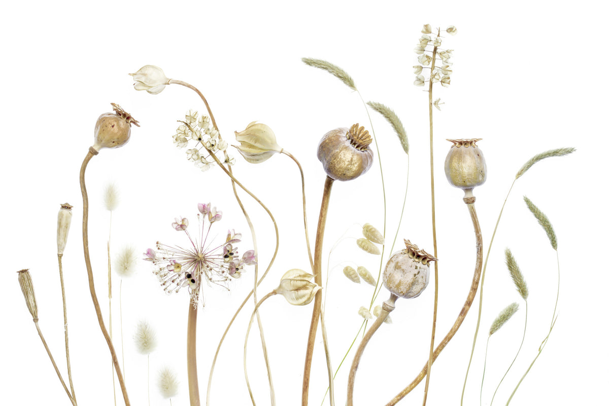 Dried Meadow Wall Mural -1021572 in your room