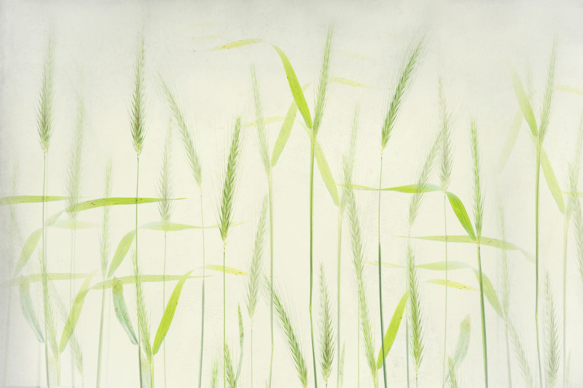 Golden Grain Dreams Wall Mural -2366652