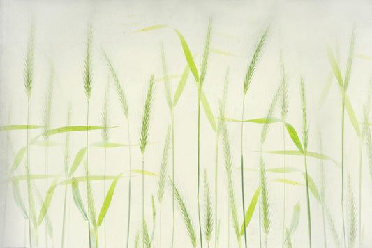 Golden Grain Dreams Wall Mural -2366652