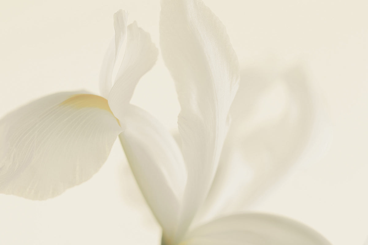 Ethereal Petals Wall Mural -2549630 in your room — zoomed
