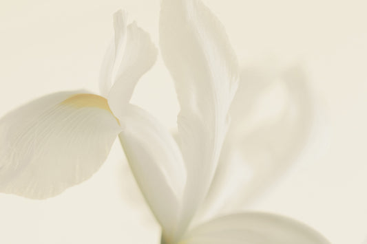 Ethereal Petals Wall Mural -2549630