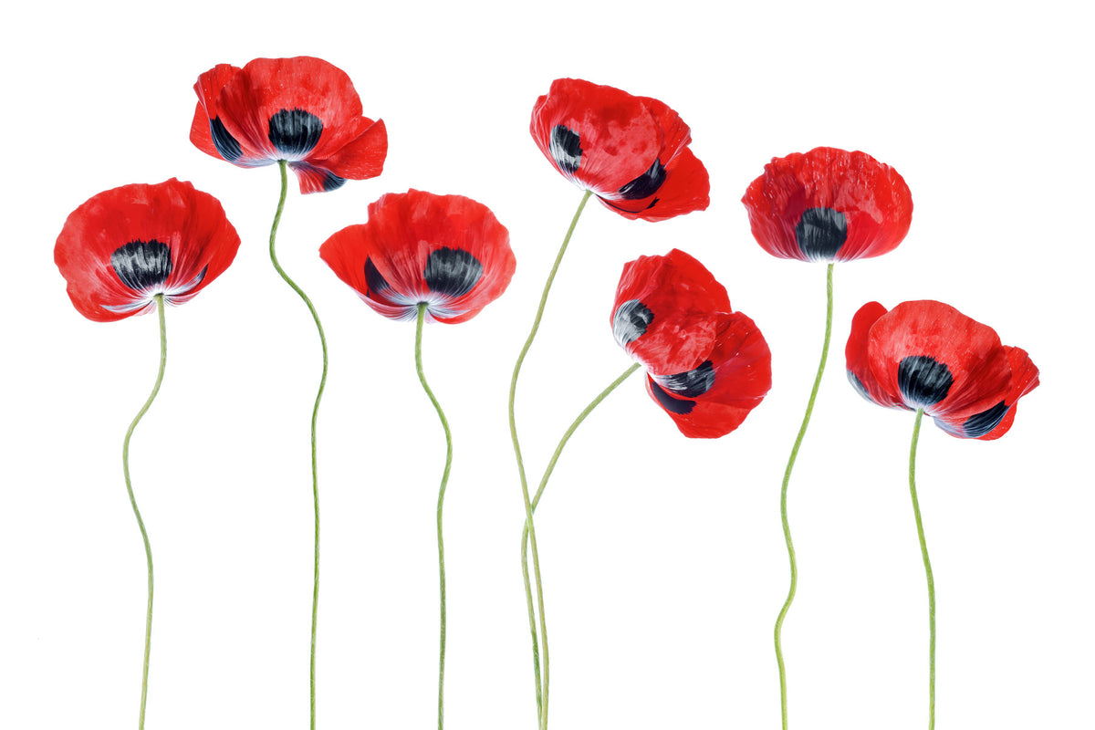 Fields of Red Wall Mural -1321086 in your room — zoomed