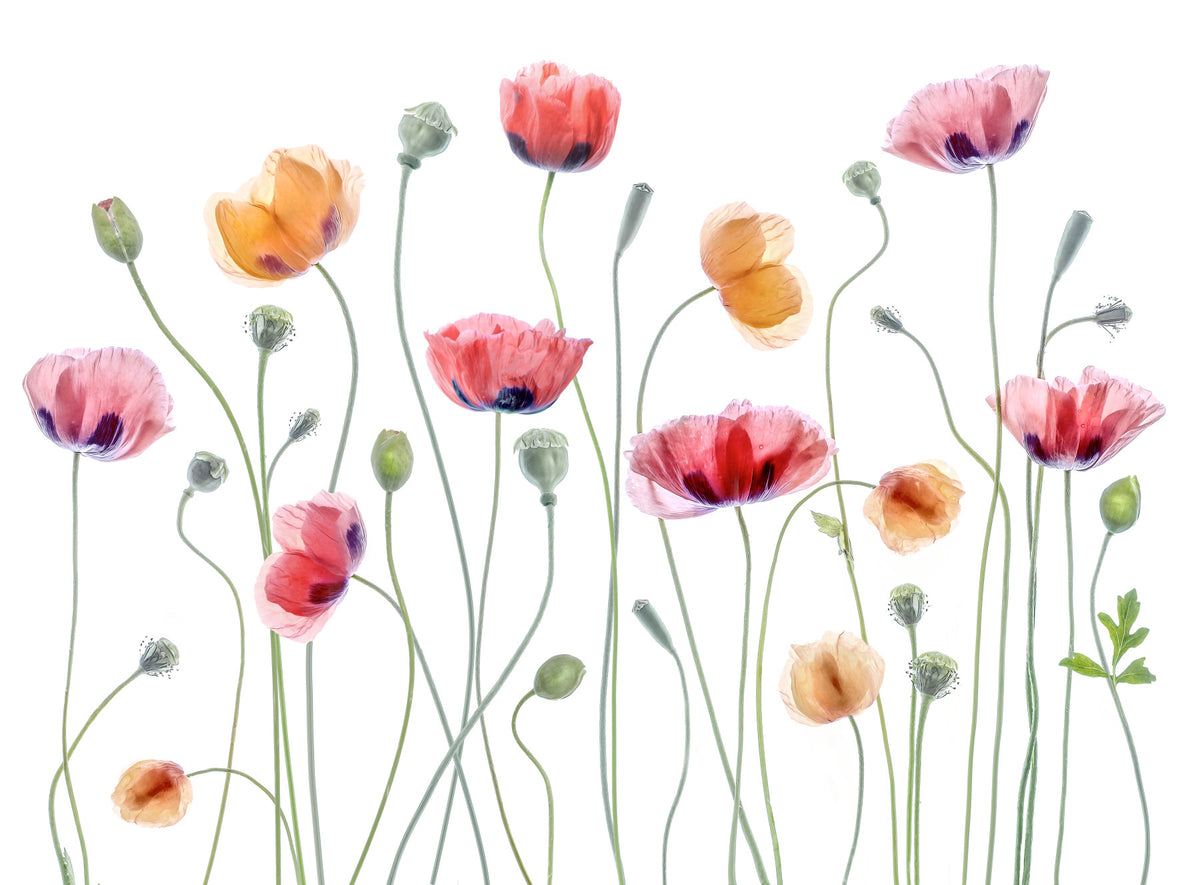 Poppy Hues: A Delicate Floral Wall Mural -1248015 in your room