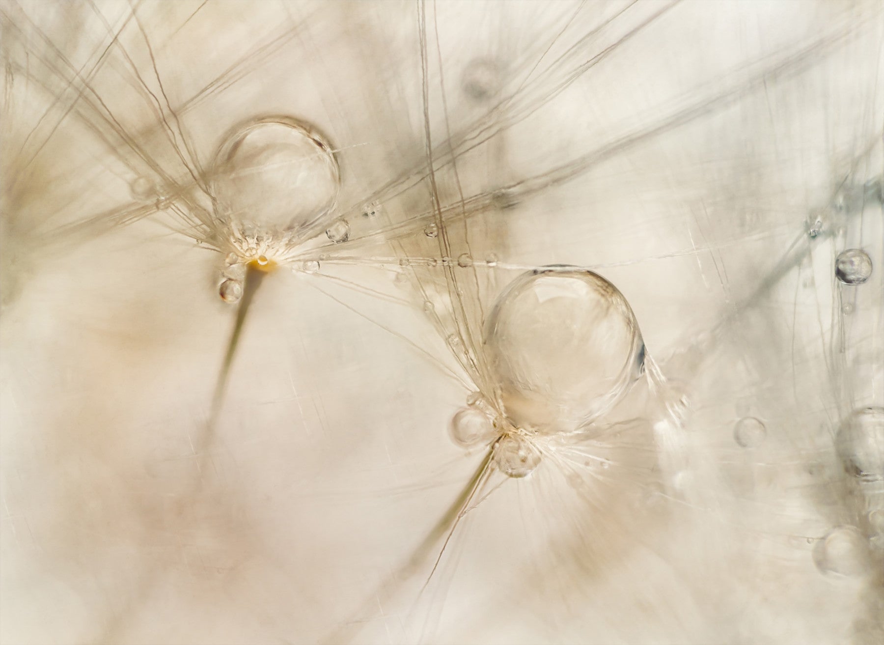 A beautiful subtle dewdrop wallpaper mural for a modern home.

