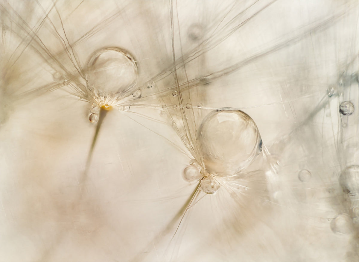 Ephemeral Dewdrops Wall Mural -2060857 in your room
