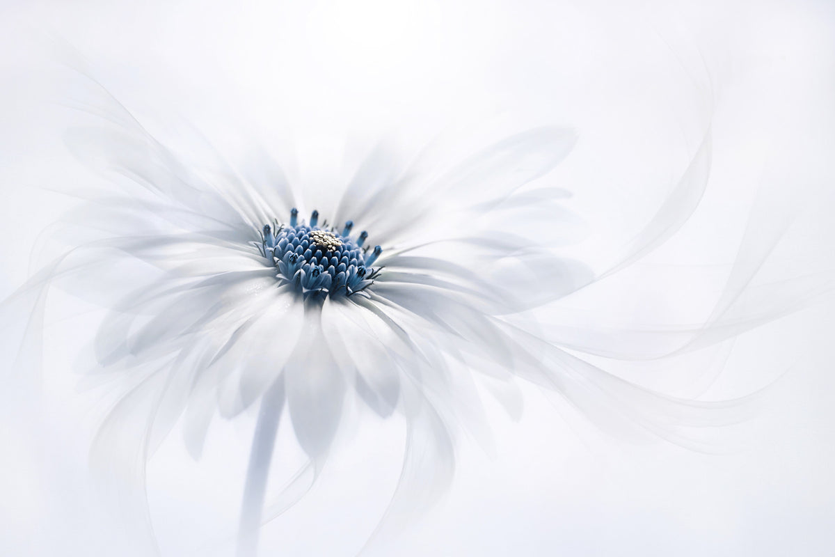 Serene Bloom Wall Mural -1270286