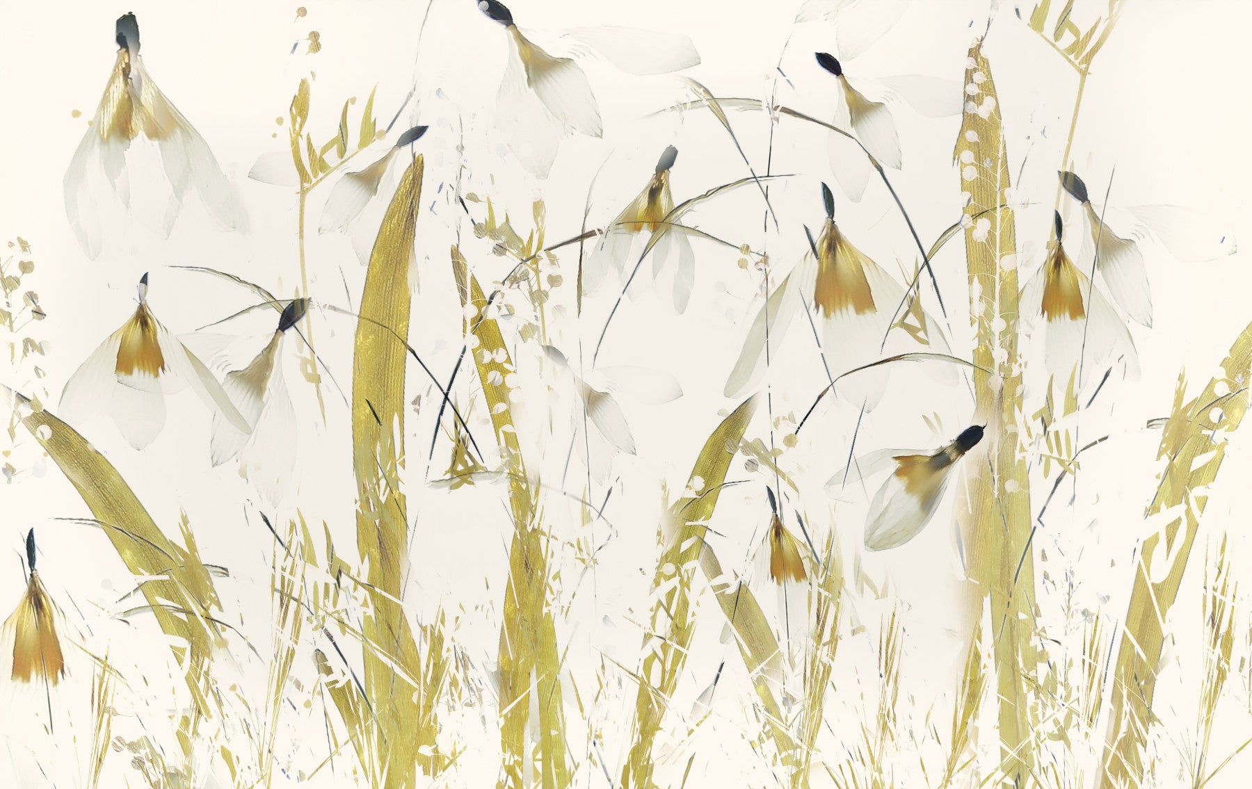 Golden Whispers Wall Mural -2457116