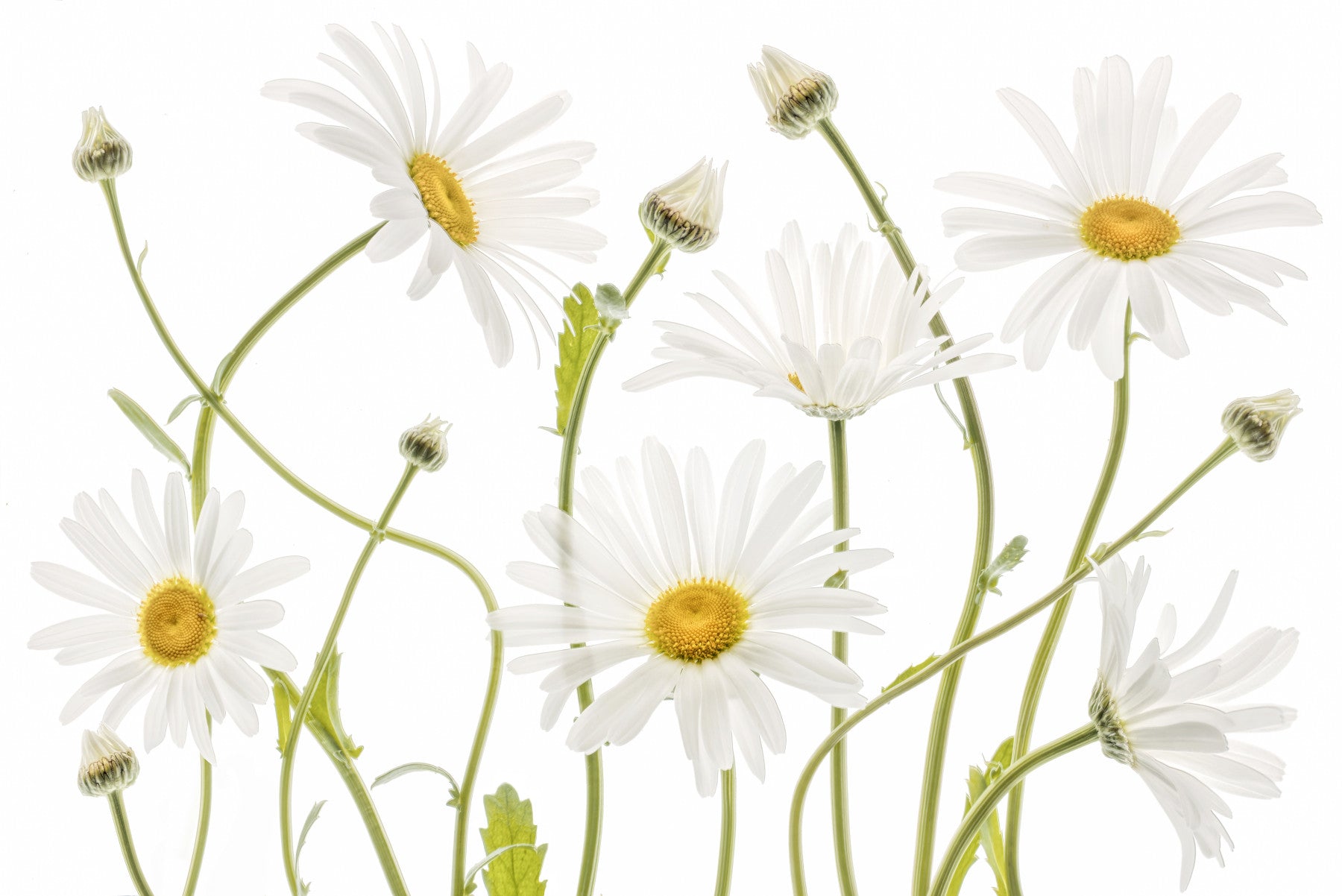 Meadow Daisies Wall Mural -1144981 in your room — zoomed