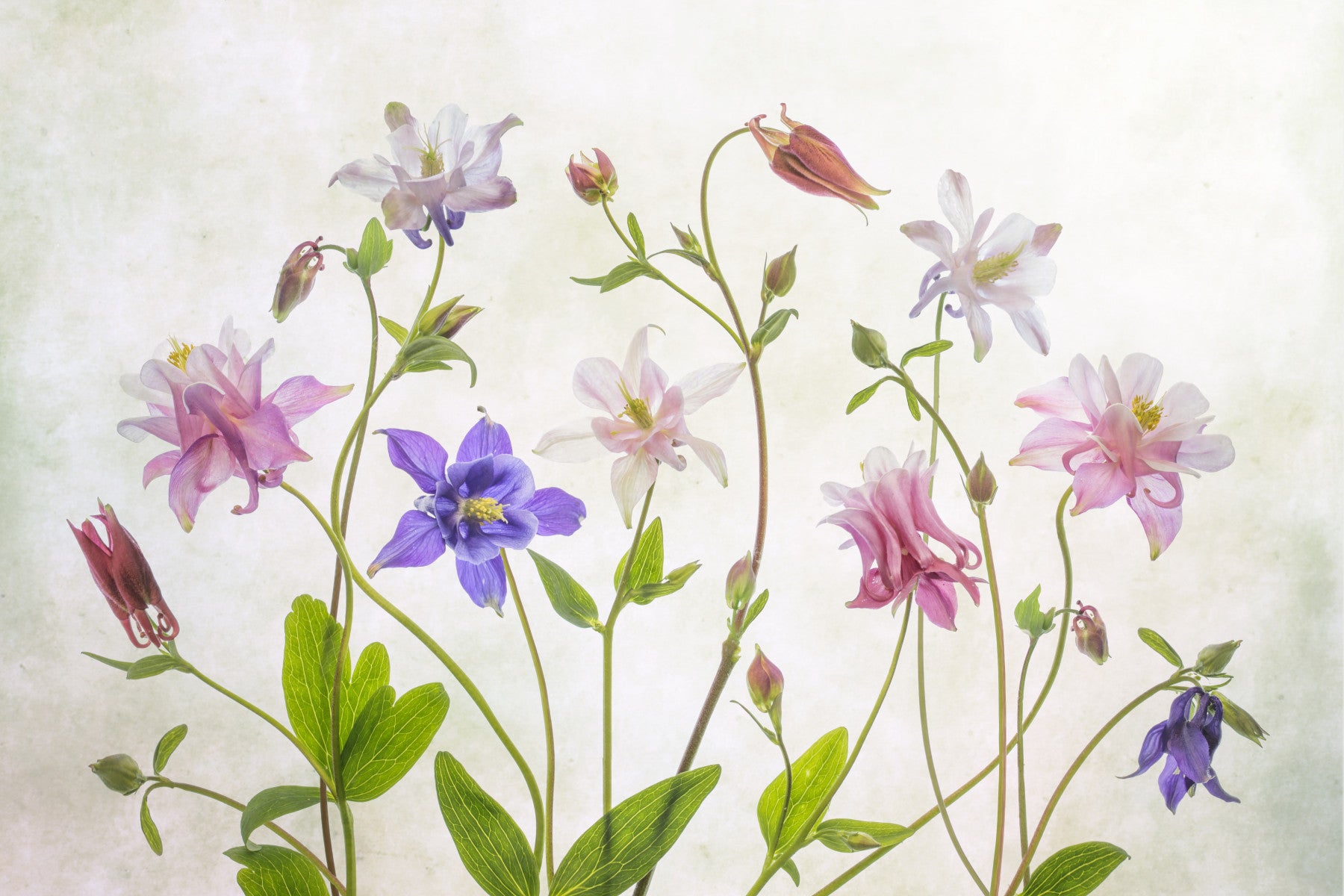 A beautiful soft focus floral wallpaper mural with columbine flowers.

