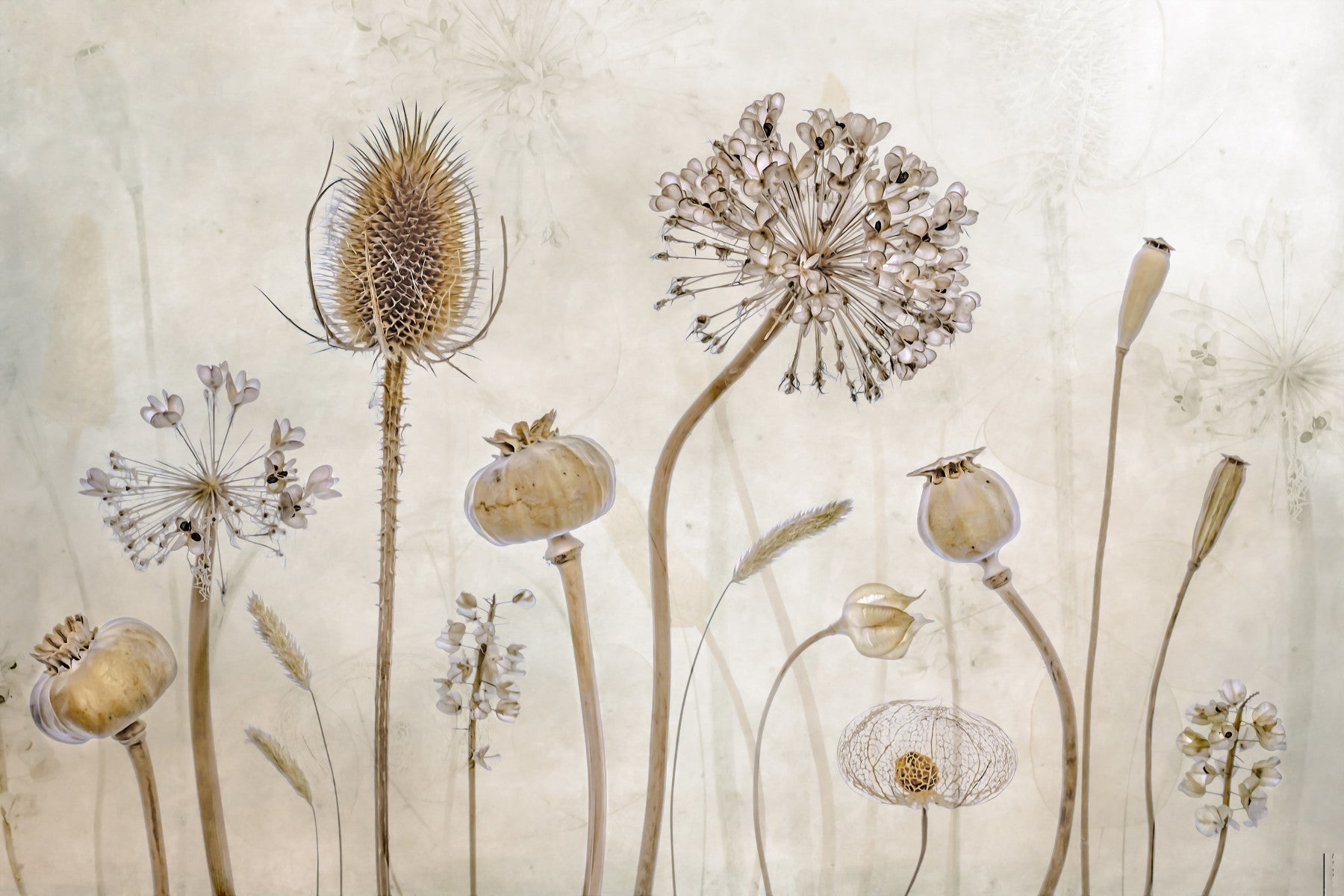 A tranquil subtle flower wall mural for your decor.

