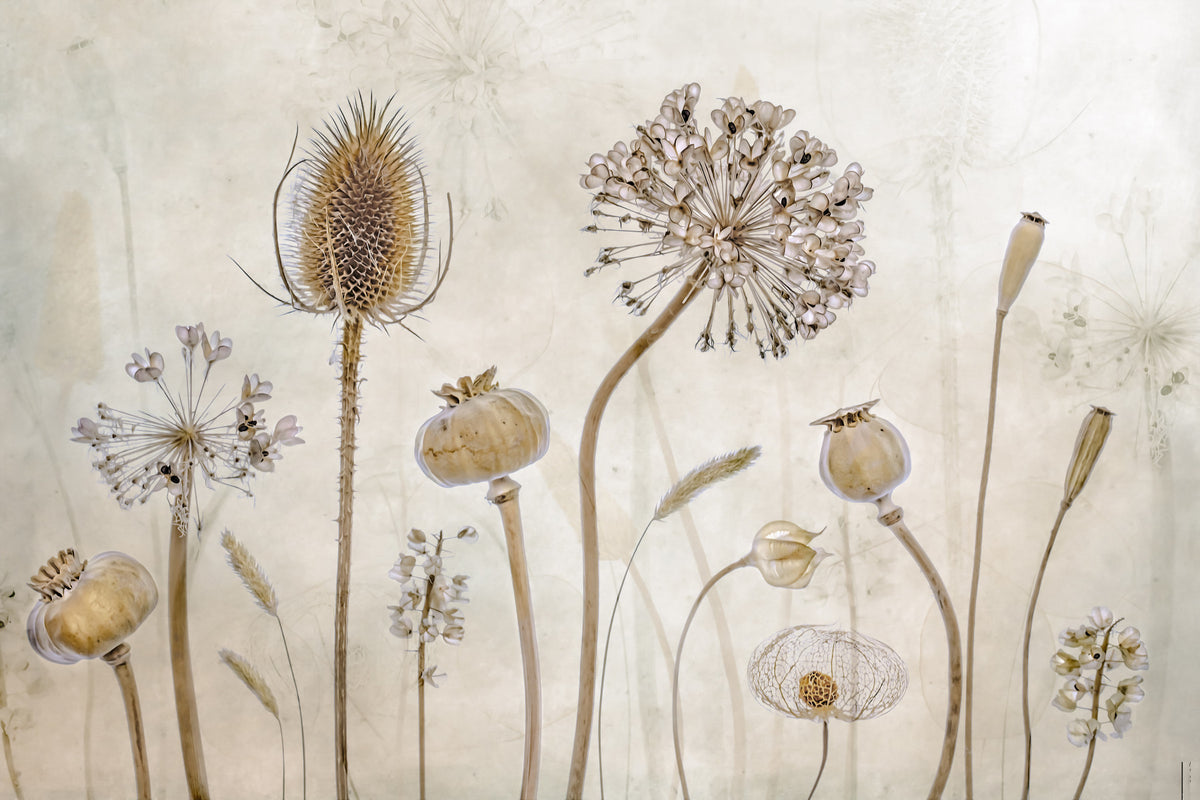 Ethereal Flora Design Wall Mural -1211143 in your room