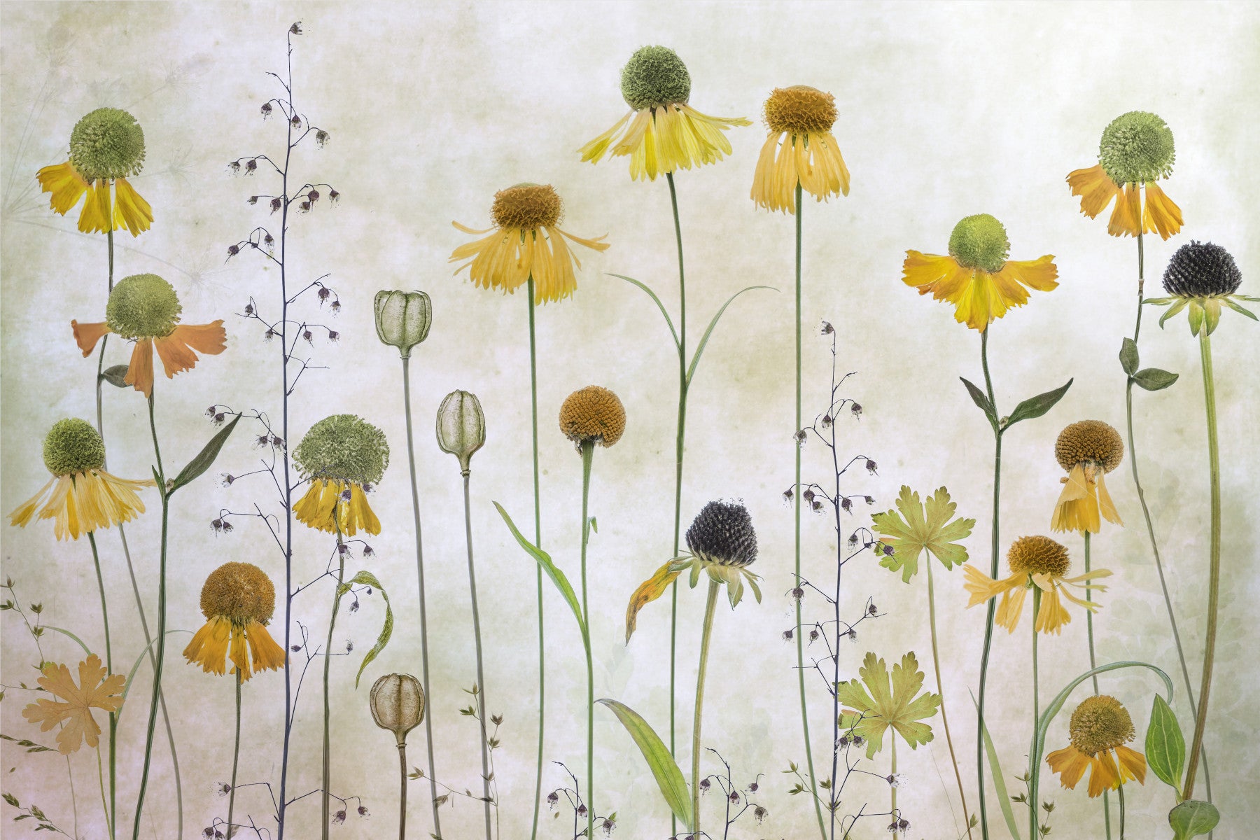A beautiful delicate wildflower wallpaper mural for a modern home.

