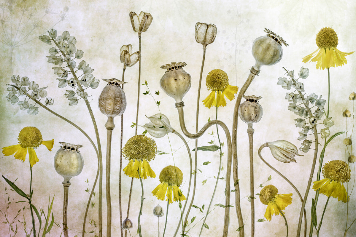 Botanical Still Life Wall Mural -1229076 in your room