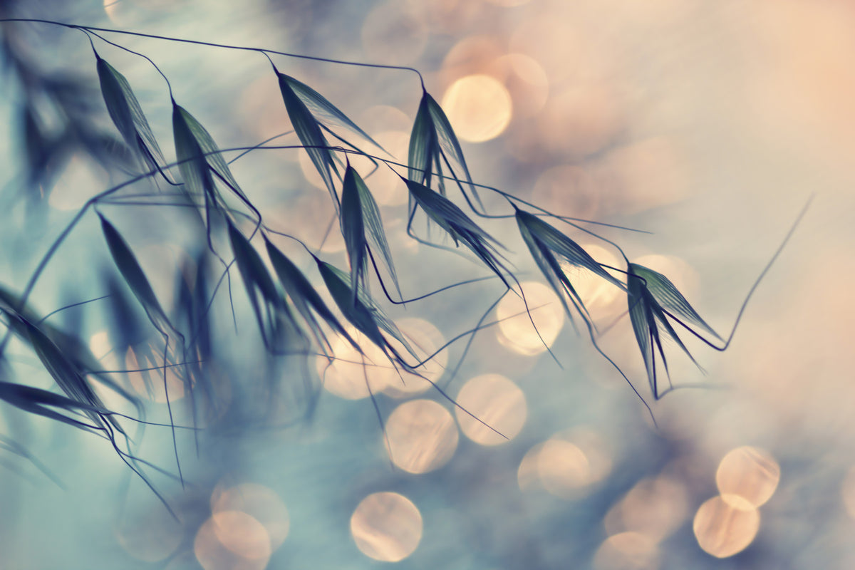 Golden Hour Botanicals Wall Mural -1149065 in your room — zoomed