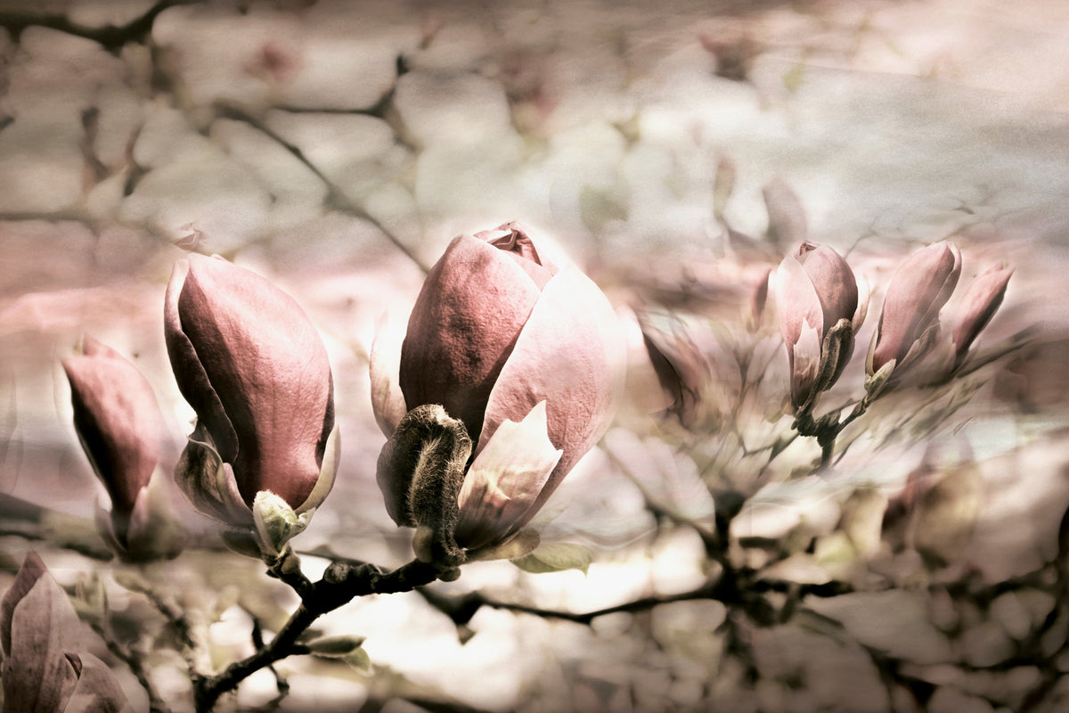 Blush Magnolia Bloom Wall Mural -2744817 in your room — zoomed