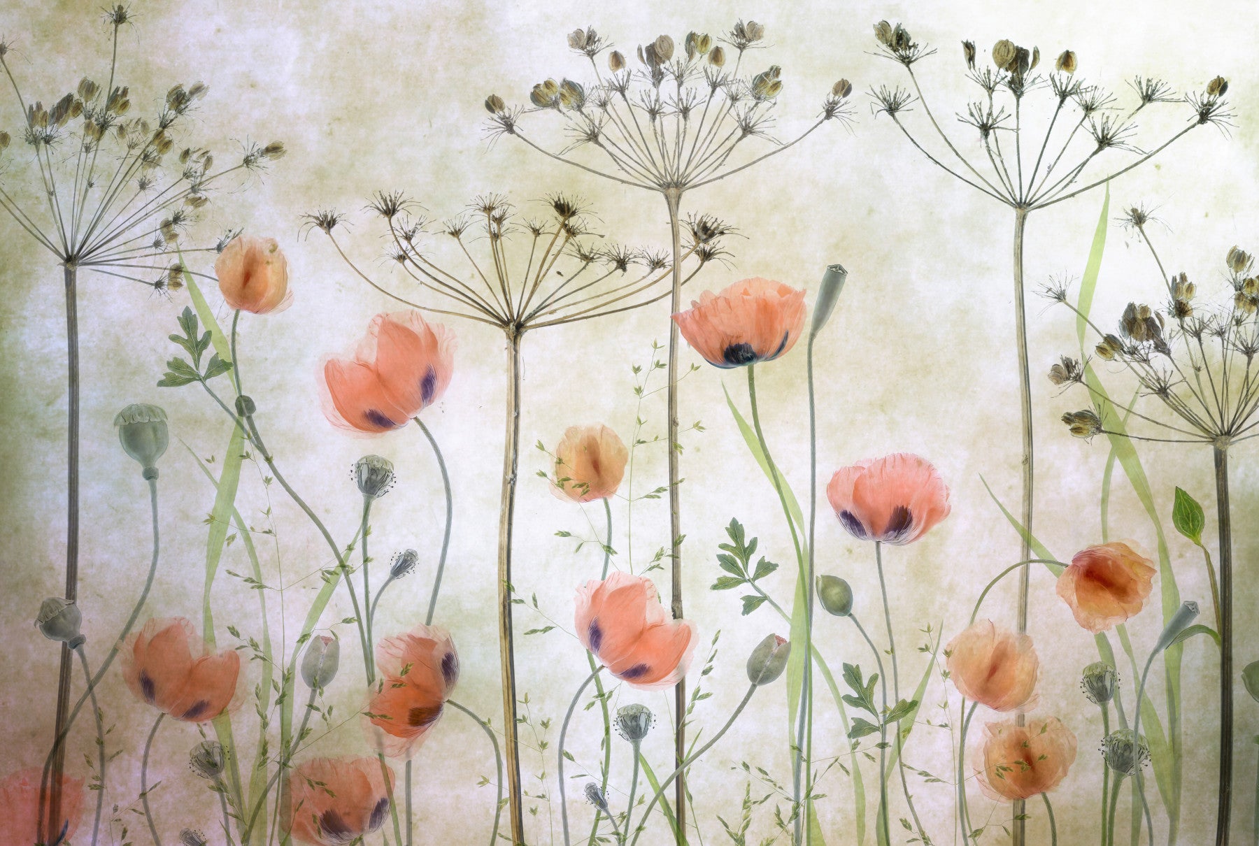 A beautiful modern art wall mural of delicate flowers.

