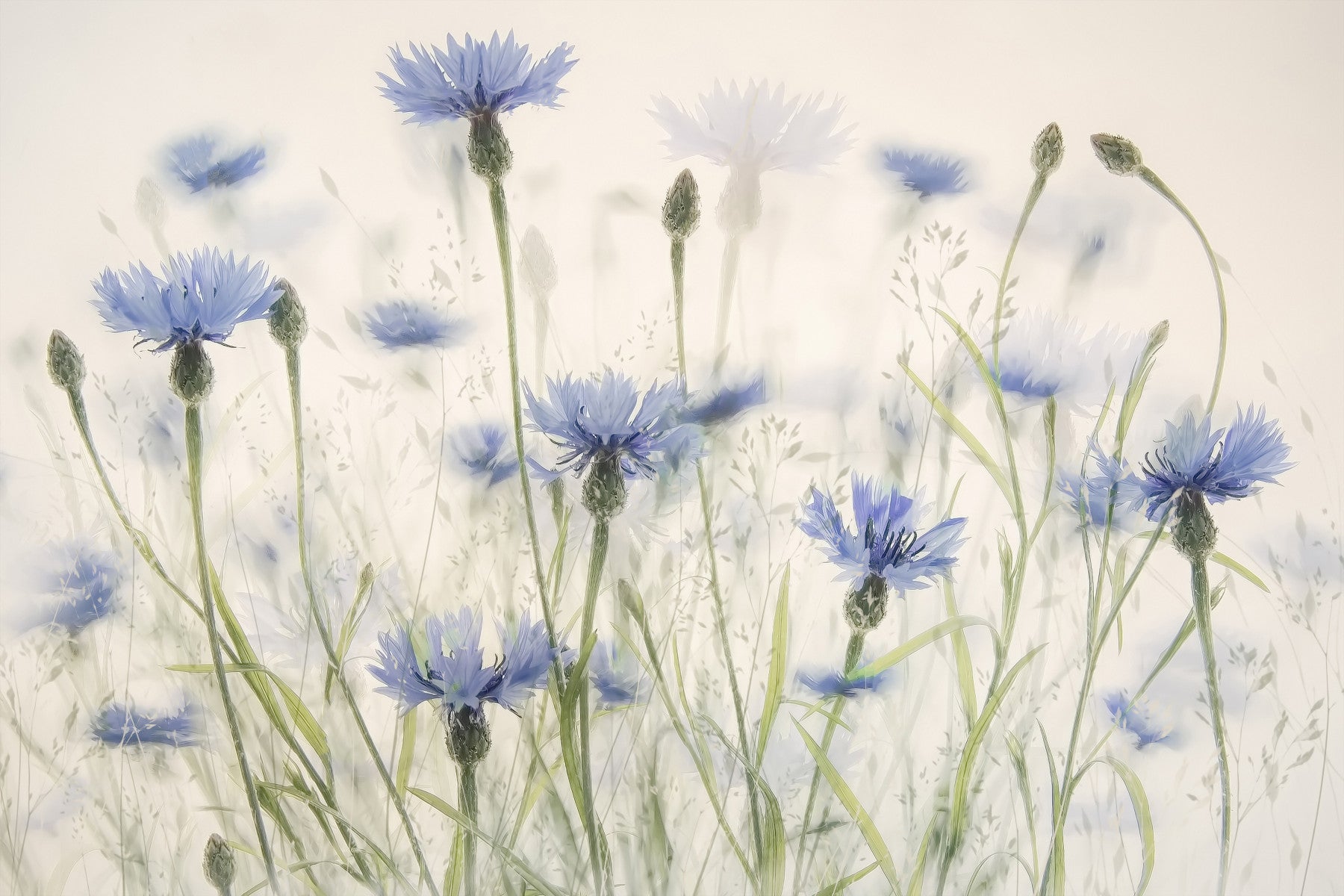 Cornflower Meadow Wall Mural -1880090