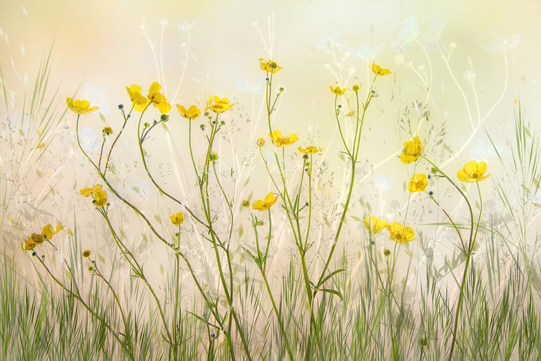 A beautiful golden meadow wallpaper mural stretching to the horizon.

