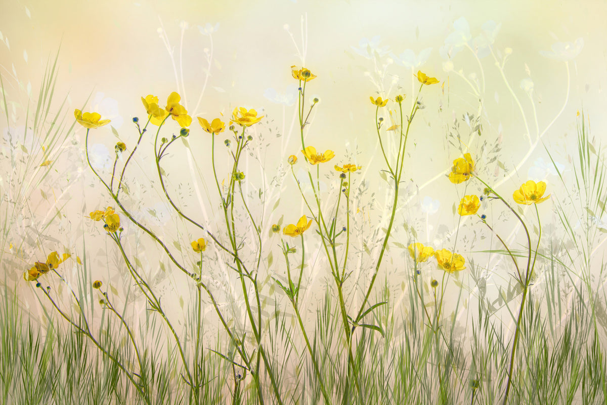Golden Meadow Dreams Wall Mural -1871580 in your room