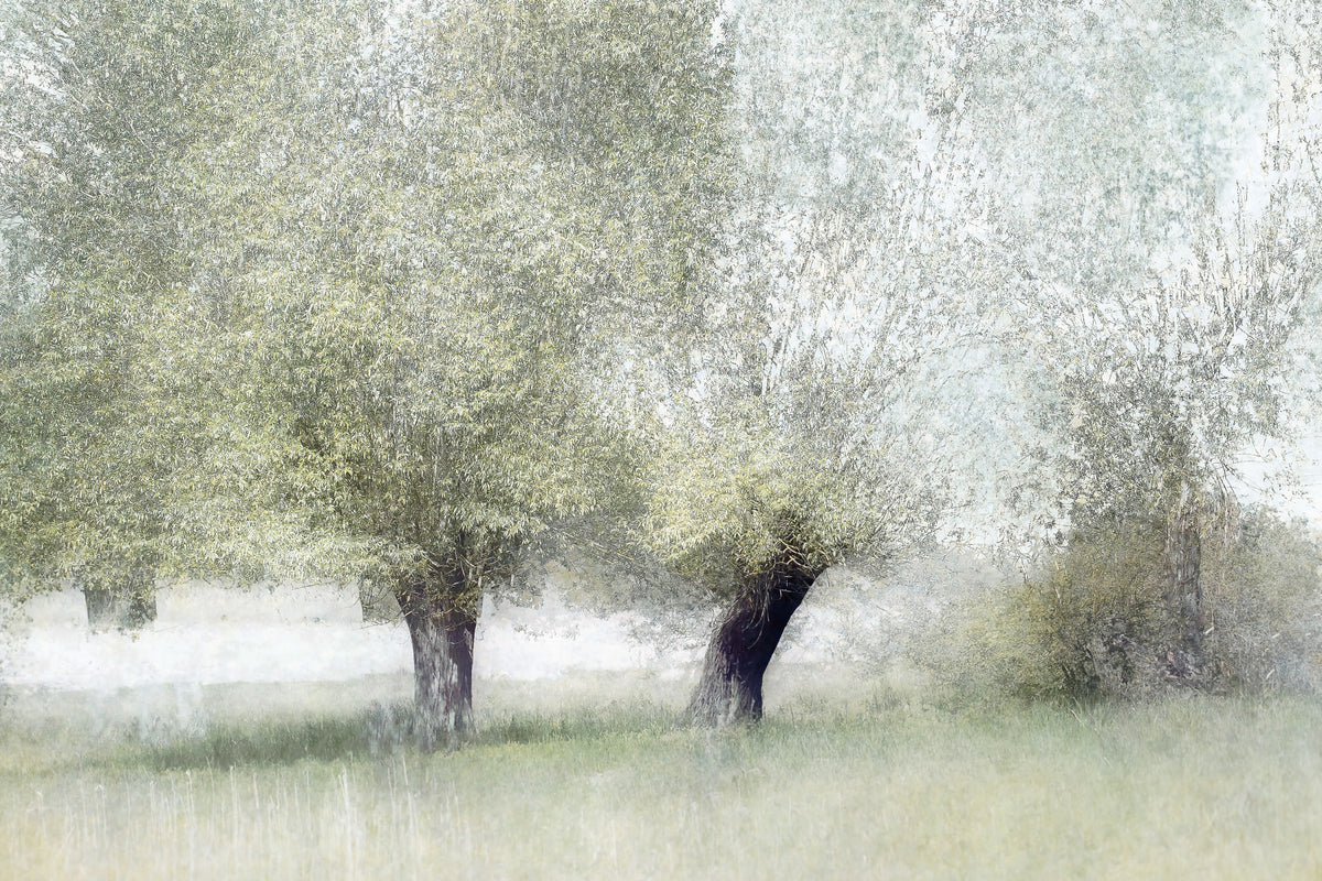 Willow Whisper Wall Mural -1702940