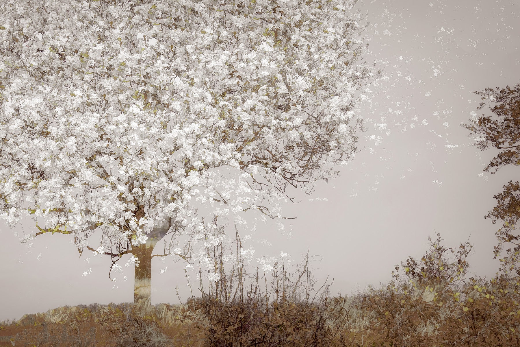 Blooming Tree Vista Wall Mural -1522836