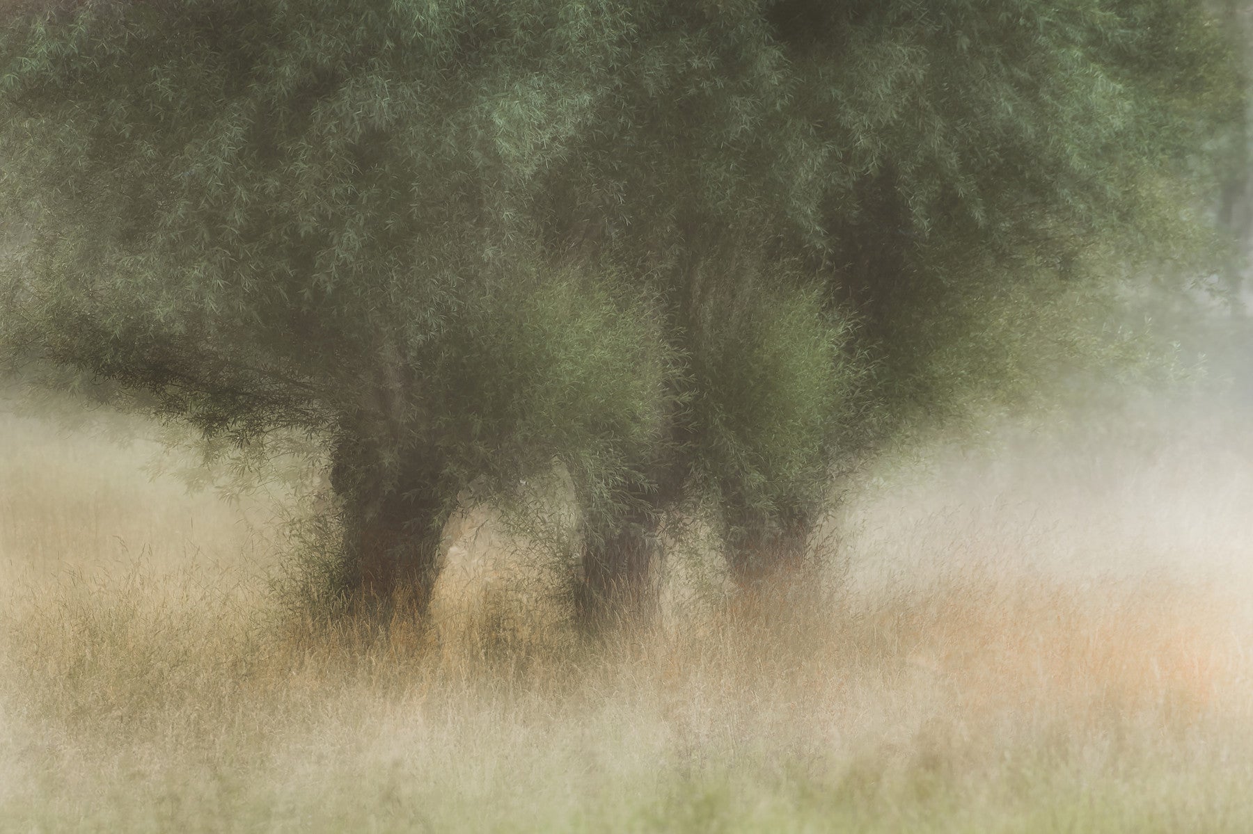 Misty Grove Wall Mural -1749644