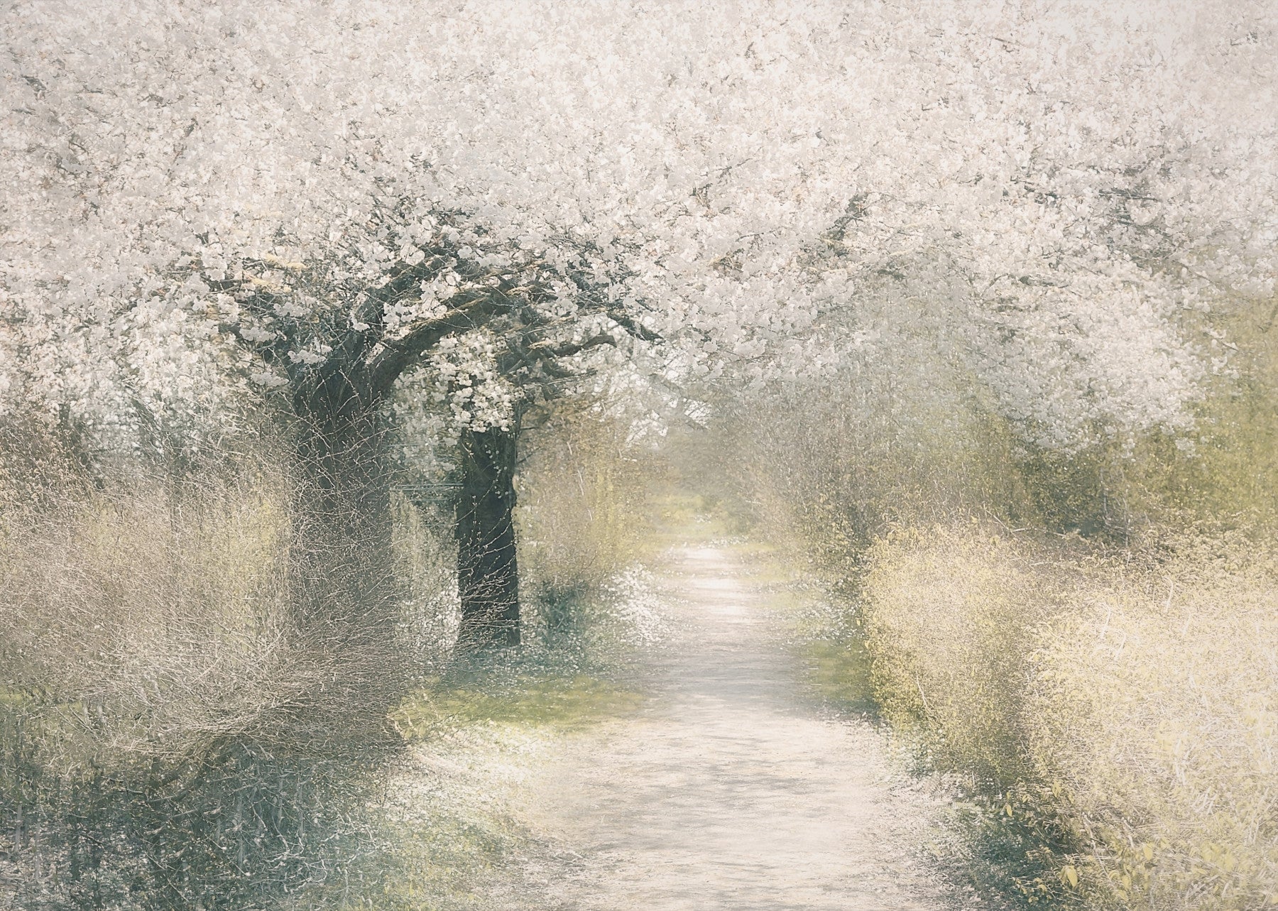 Blossom Trail Wall Mural - 2250089 in your room — zoomed