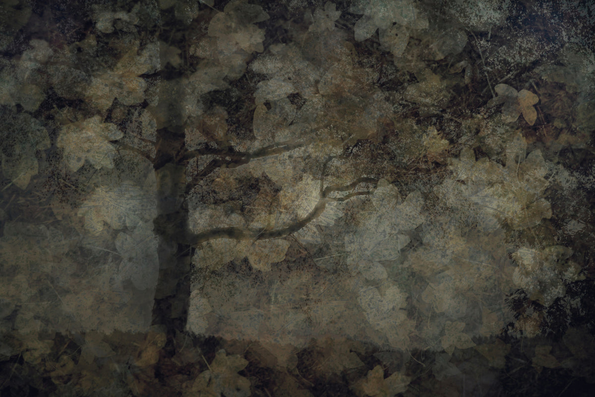Ethereal Woodland Wall Mural -1760532