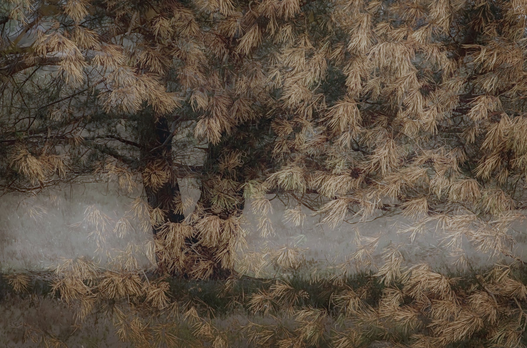Whispering Pines Wall Mural -1531082