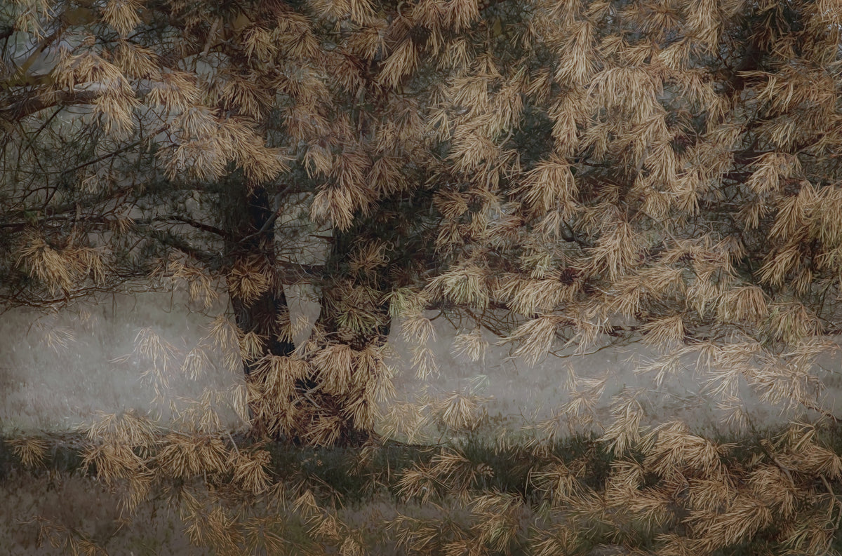 Whispering Pines Wall Mural -1531082 in your room — zoomed